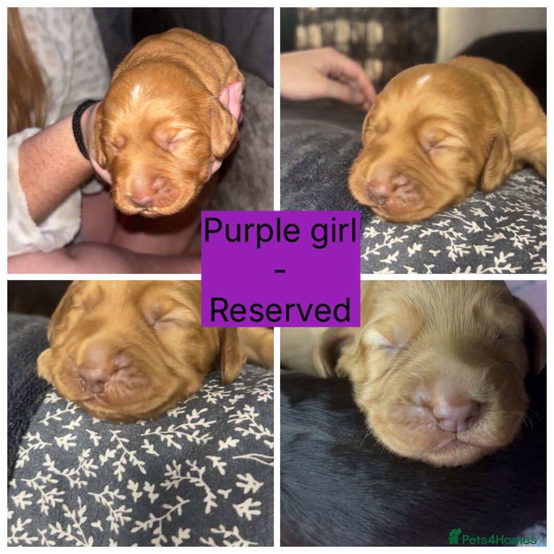 Cocker Spaniel dogs for sale: Beautiful litter - working cocker spaniels ❤️ - Image 9
