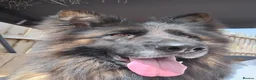 German Shepherd dogs for sale: Sky & Zeus - Advert 2