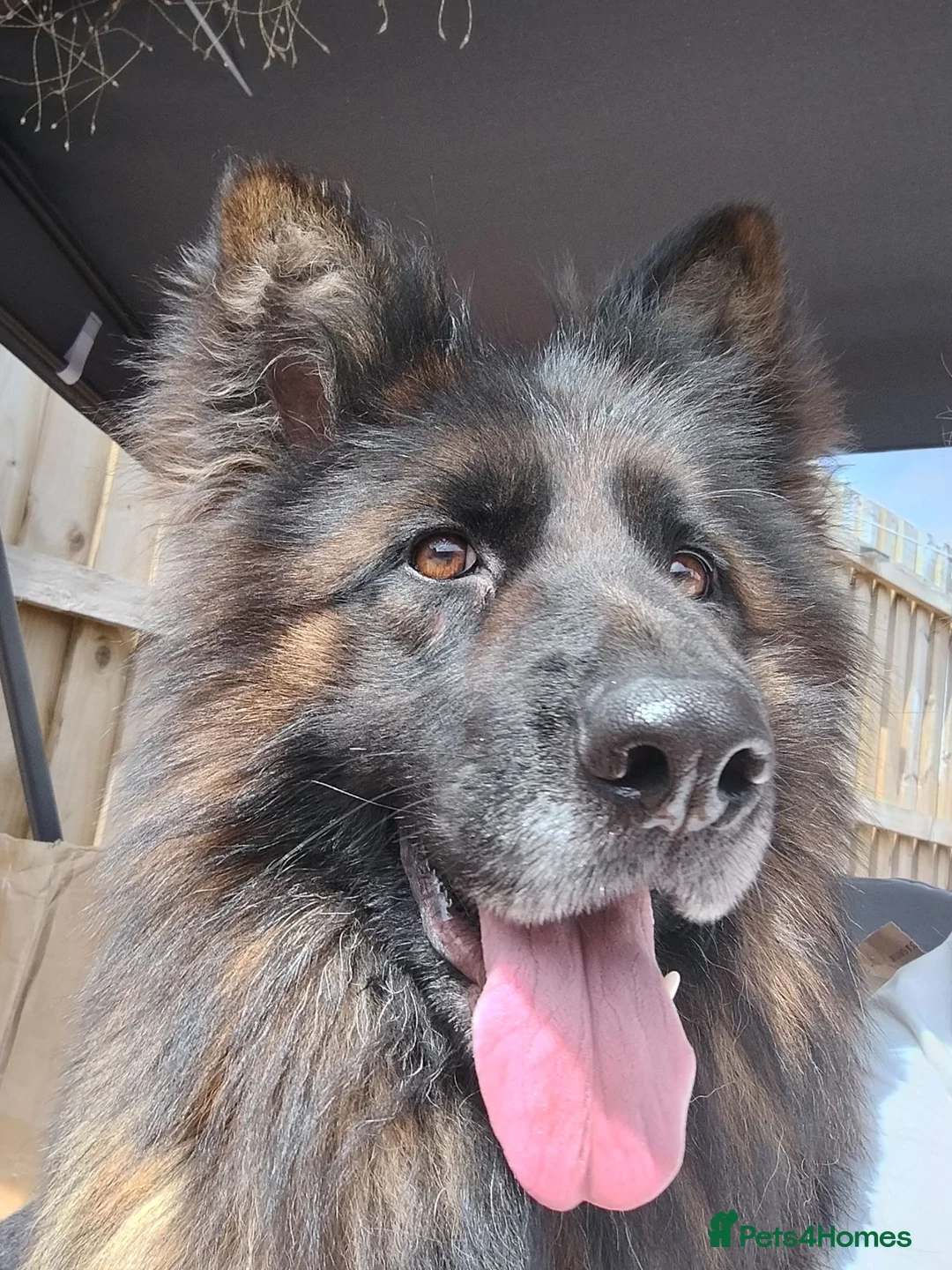 German Shepherd dogs for sale: Sky & Zeus - Advert 2