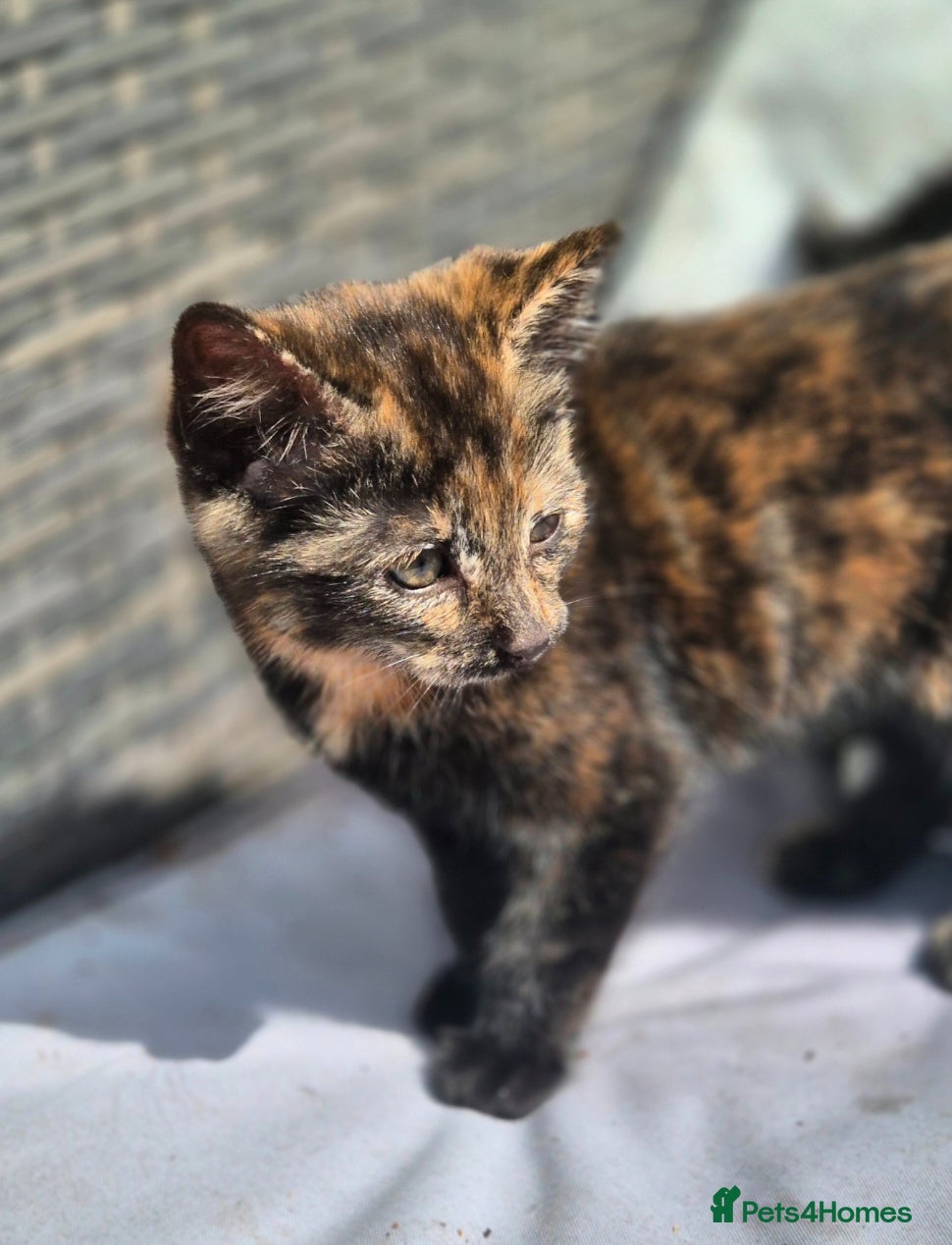 Mixed Breed cats Stunning kittens for sale 😊  - Advert 12