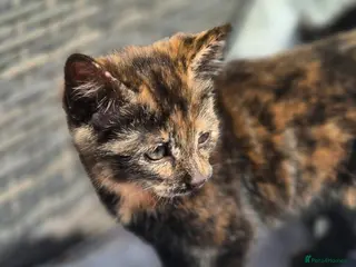 Mixed Breed cats Stunning kittens for sale 😊 - Advert 12