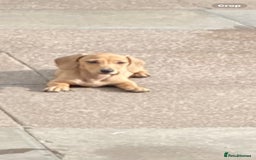 Miniature Dachshund dogs for sale: Stunning shaded cream girl  - Image 3