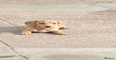 Miniature Dachshund dogs - Advert 5