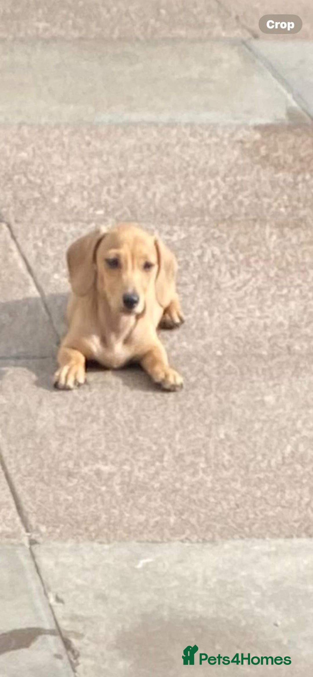 Miniature Dachshund dogs for sale: Stunning shaded cream girl  - Image 3