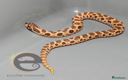 Snake reptiles for sale: Hognose snakes  - Image 11