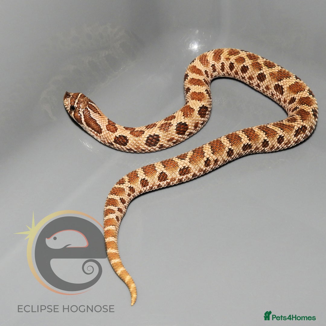 Snake reptiles for sale: Hognose snakes  - Image 11