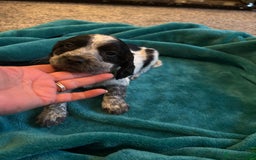 Cocker Spaniel dogs for sale: Georgous blue roan cocker spaniels - Image 13