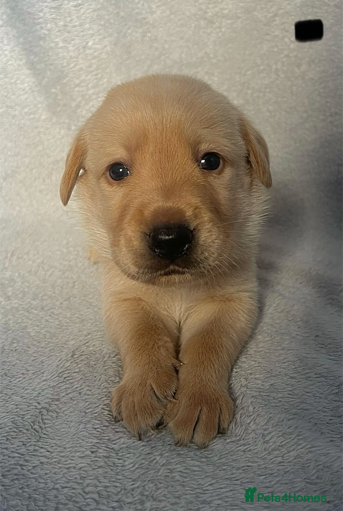 Labrador Retriever dogs *3 left*beautiful purebred Labrador Retrievers❤️ - Advert 5
