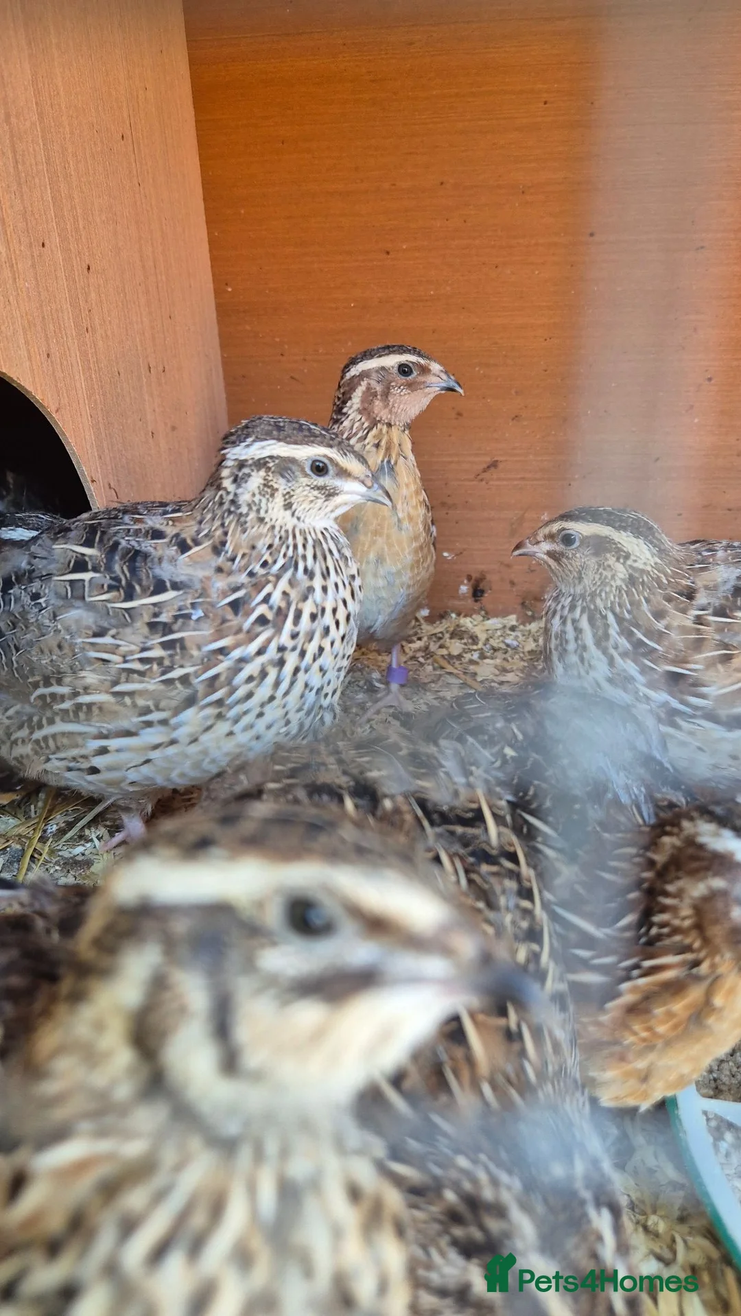 Quail poultry for sale: Coturnix quail male and female available  - Advert 8