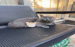 British Shorthair cats for sale: British shorthair male - Image 3