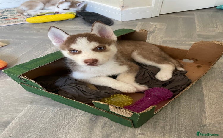 Siberian Husky dogs - Advert 1