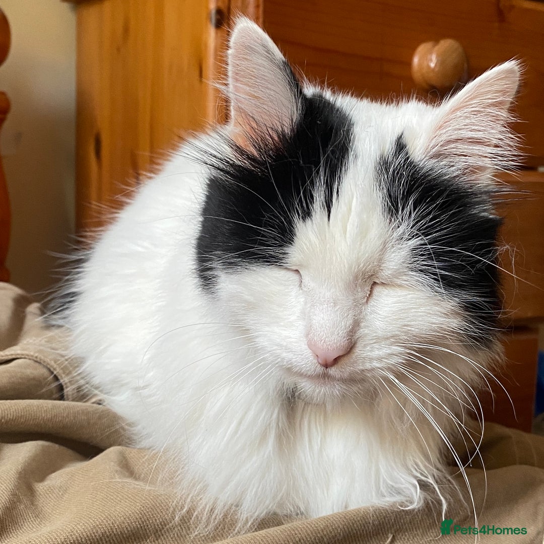 British Longhair cats for sale: Lovely longhair needs a new home - Image 3