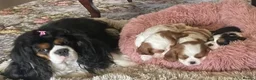 Cavalier King Charles Spaniel dogs for sale: Family Raised Blenheim, Tricolour Cavalier Puppies - Advert 6
