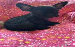 Mixed Breed dogs for sale: Beautiful french bulldog/shit zhu babies  - Image 3