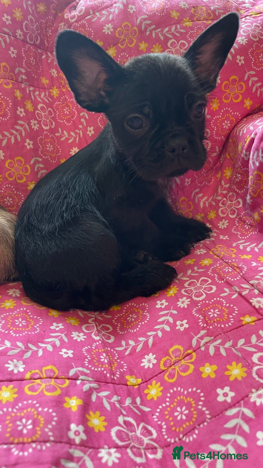Mixed Breed dogs for sale: Beautiful french bulldog/shit zhu babies  - Image 3