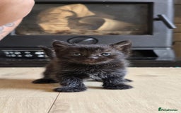 Mixed Breed cats for sale: Gorgeous mix breed kittens for sale!  - Image 11