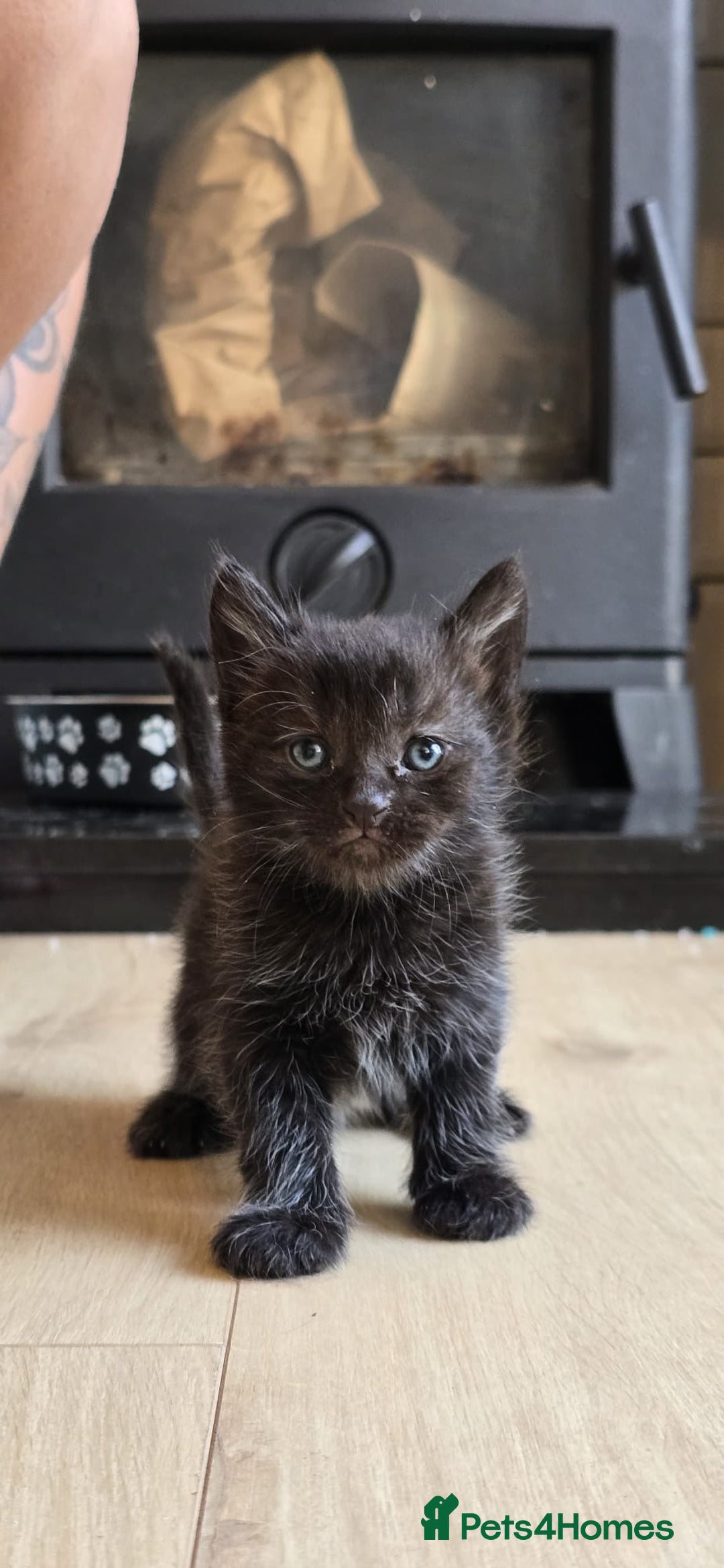 Mixed Breed cats for sale: Gorgeous mix breed kittens for sale!  - Image 11