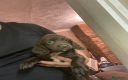 Sprocker dogs for sale: Working chocolate Sprocker puppies  - Image 2