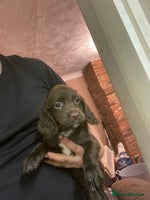 Sprocker dogs Working chocolate Sprocker puppies - Advert 1