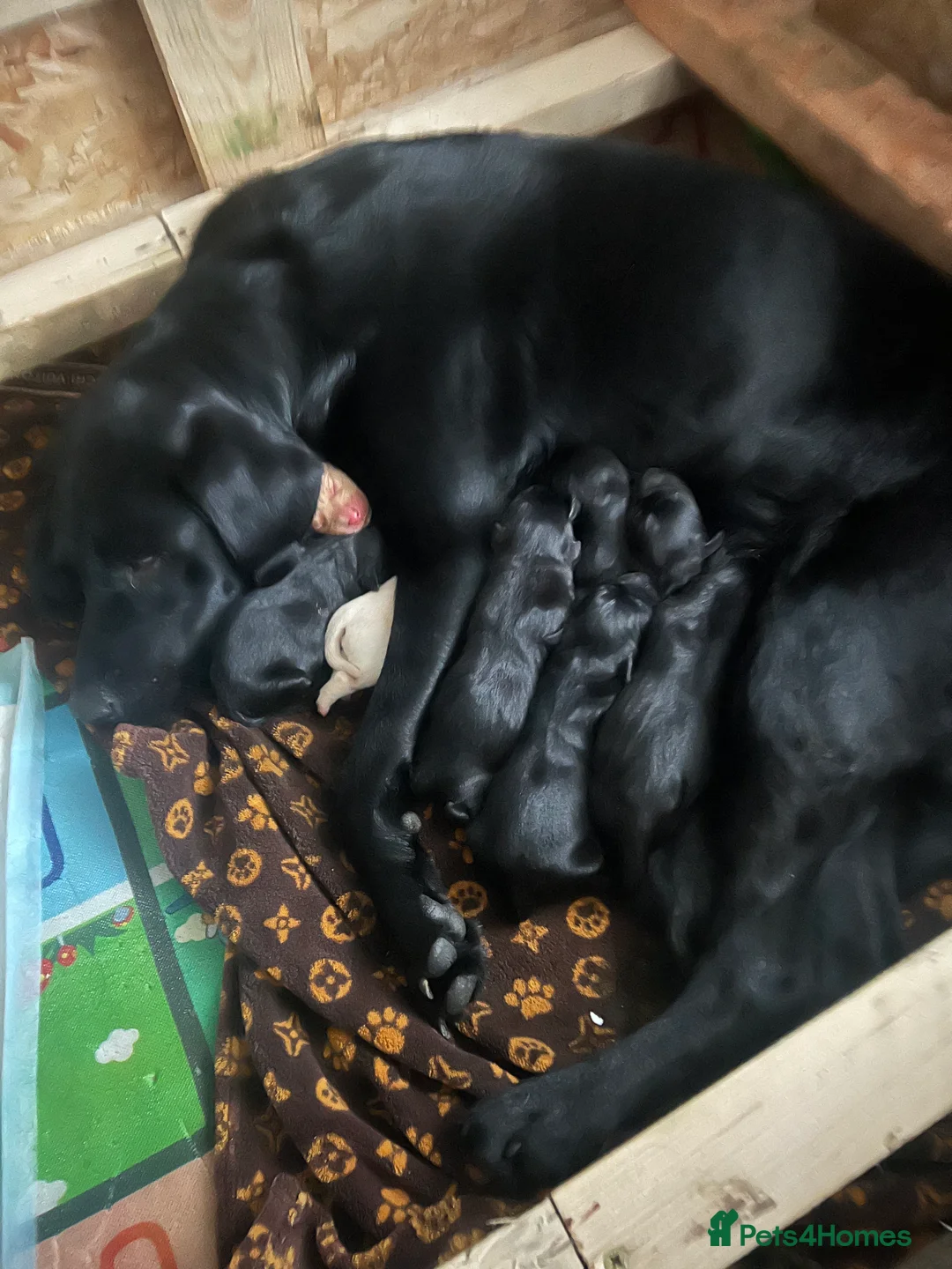 Labrador Retriever dogs for sale: KC Registered Labrador Puppies - Advert 1