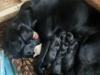 Labrador Retriever dogs KC Registered Labrador Puppies in Houghton le Spring - Advert 10