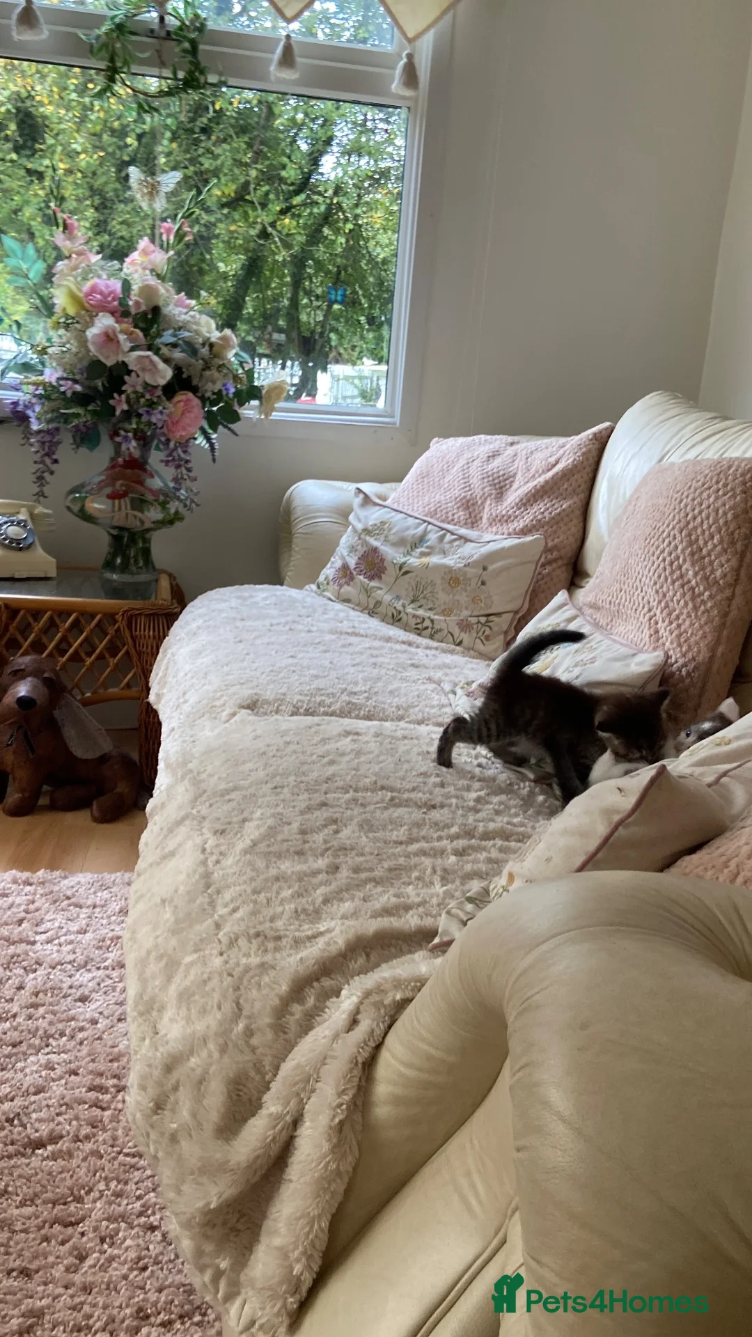 Persian cats for sale: Pretty playful friendly kittens - Advert 2