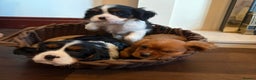 Cavalier King Charles Spaniel dogs for sale: Gorgeous Cavalier King Charles Spaniel Boys - Advert 6