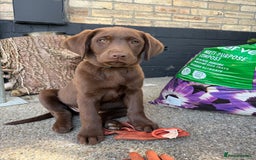 Labrador Retriever dogs for sale: Chocolate Lab 5 month Female - Image 9