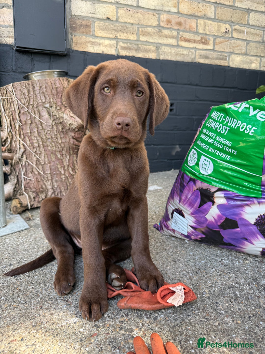 Labrador Retriever dogs for sale: Chocolate Lab 5 month Female - Image 9
