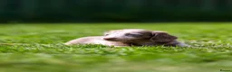 Miniature Dachshund dogs for sale: Miniature dachshunds boys and girls  - Advert 8