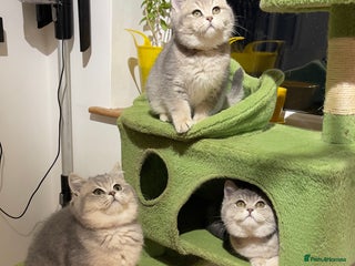 British Shorthair cats 3 GCCF British Shorthair Kittens– Champion Lines - Advert 14