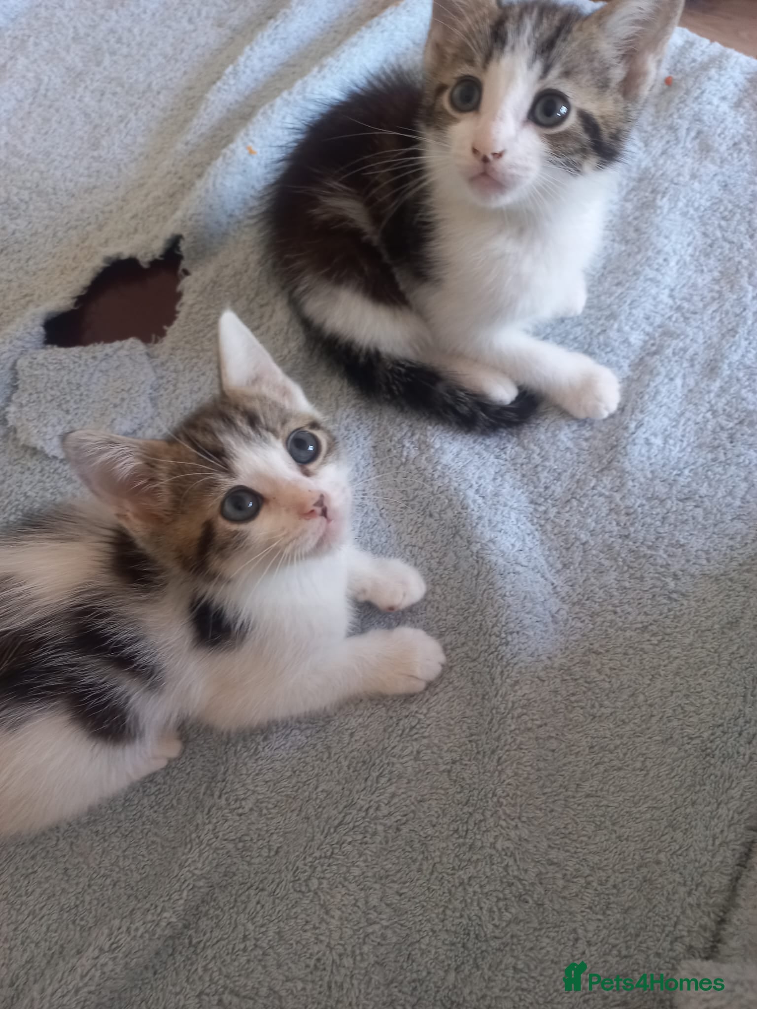 Mixed Breed cats Kittens for sale  - Advert 1