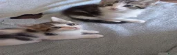 Mixed Breed cats for sale: Kittens for sale  in South Croydon - Advert 1