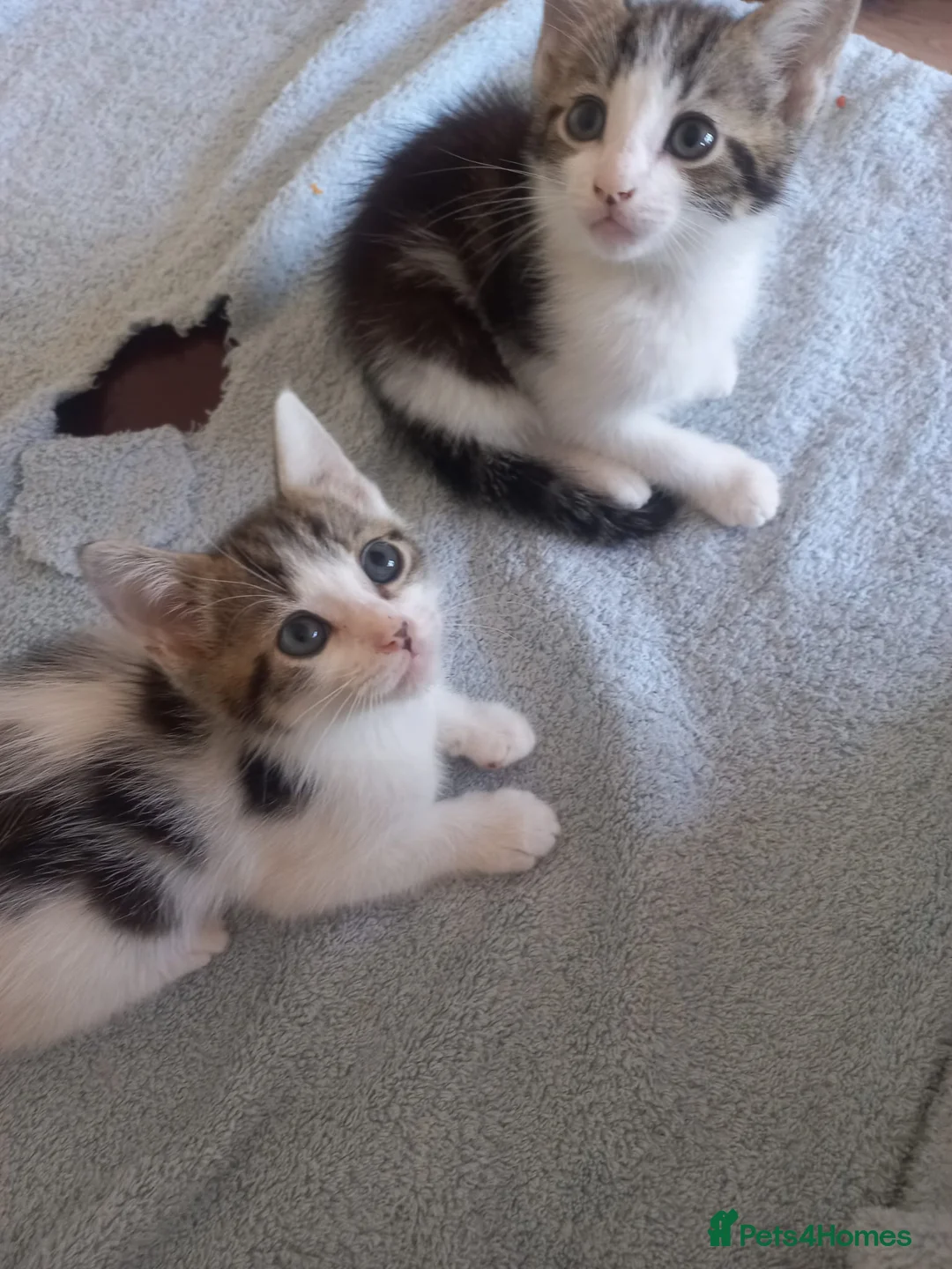 Mixed Breed cats for sale: Kittens for sale  in South Croydon - Advert 1