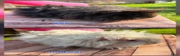 Guinea Pig rodents for sale: Lunkarya  - Advert 19