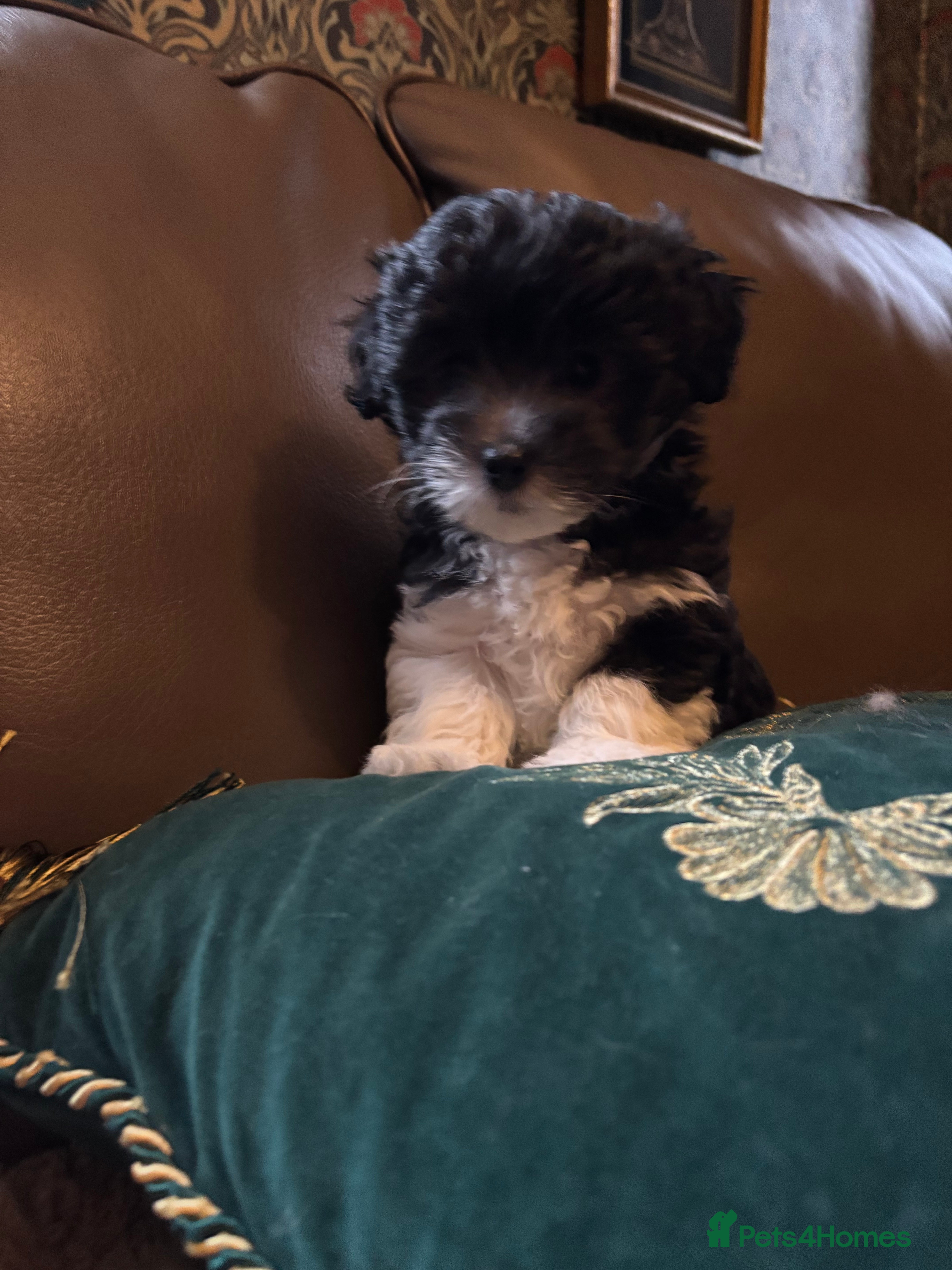 Mixed Breed dogs Adorable Bolonoodle Puppies - Advert 8