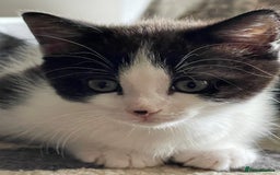 Mixed Breed cats for sale: 5 Beautiful kittens are available  - Image 3
