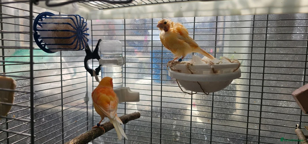 Lovebirds birds for sale: Breeding pair of canaries in Manchester - Advert 2