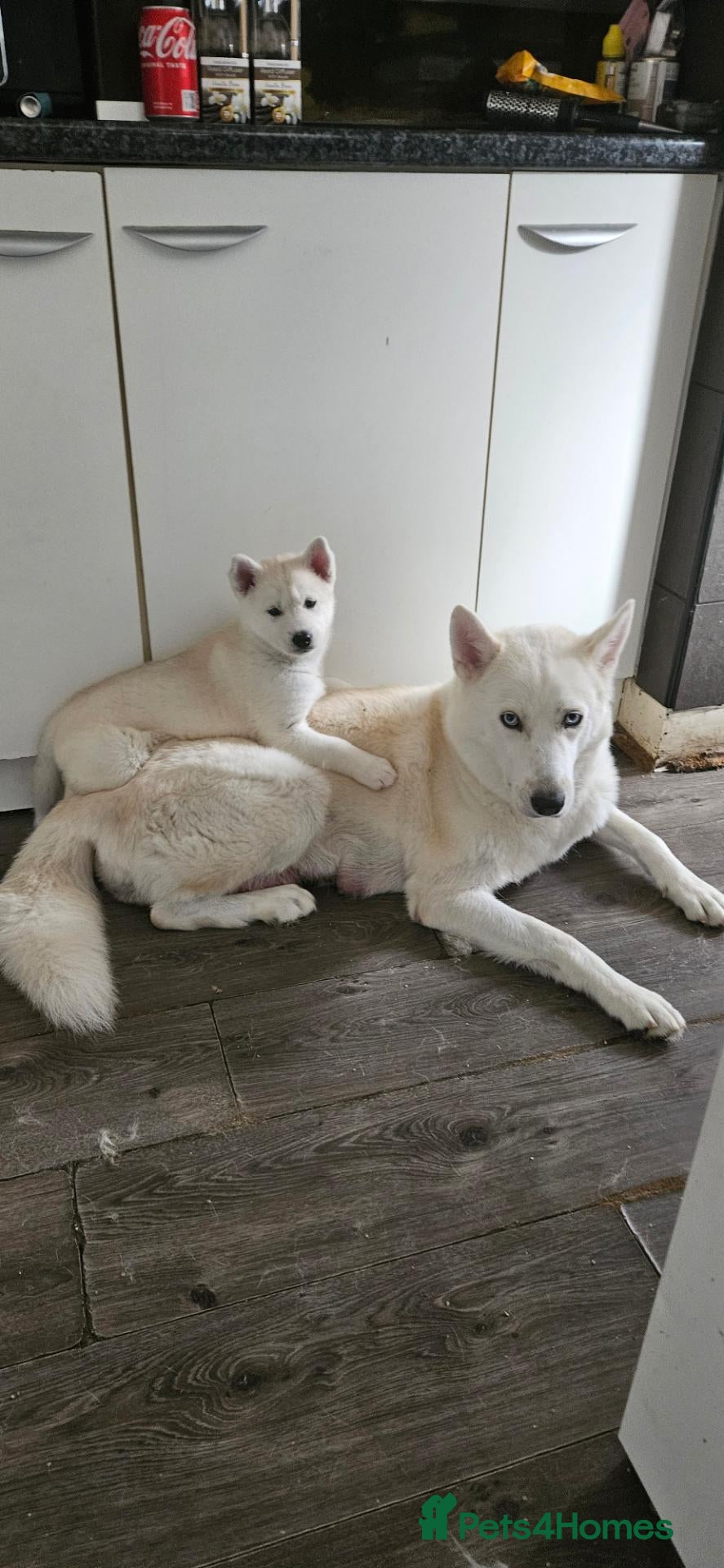 Huskita dogs Last puppy for sale!! - Advert 3