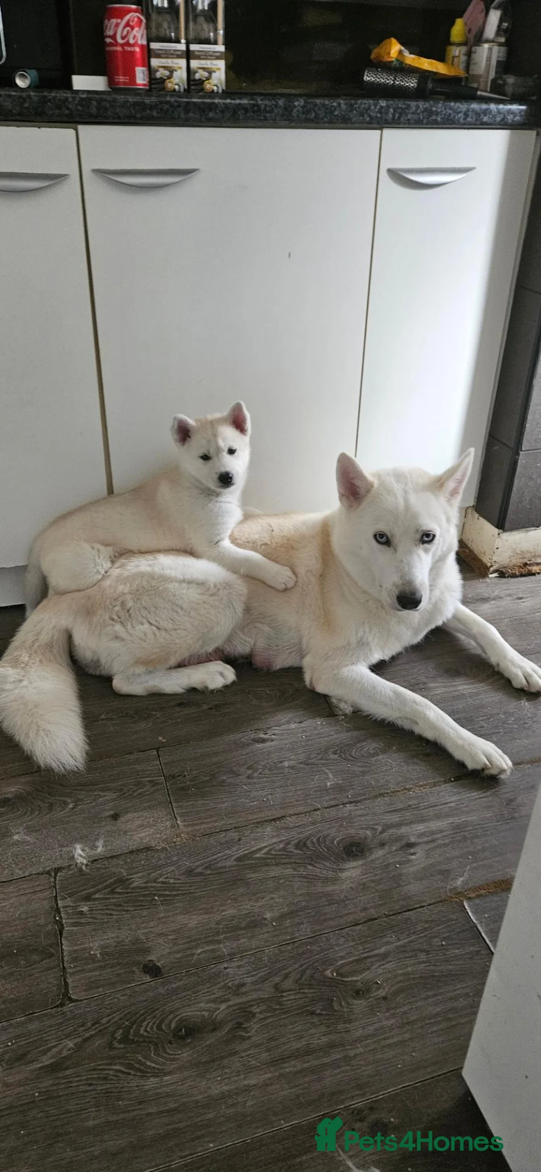 Huskita dogs for sale: Last puppy for sale!! in Bolton - Advert 1
