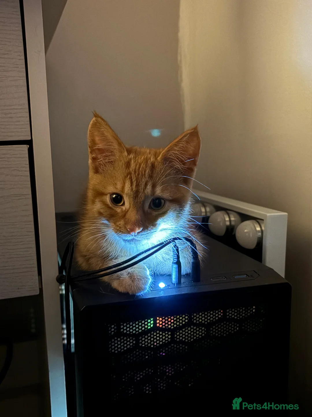 Mixed Breed cats for sale: Gorgeous Ginger Kitten - Advert 4