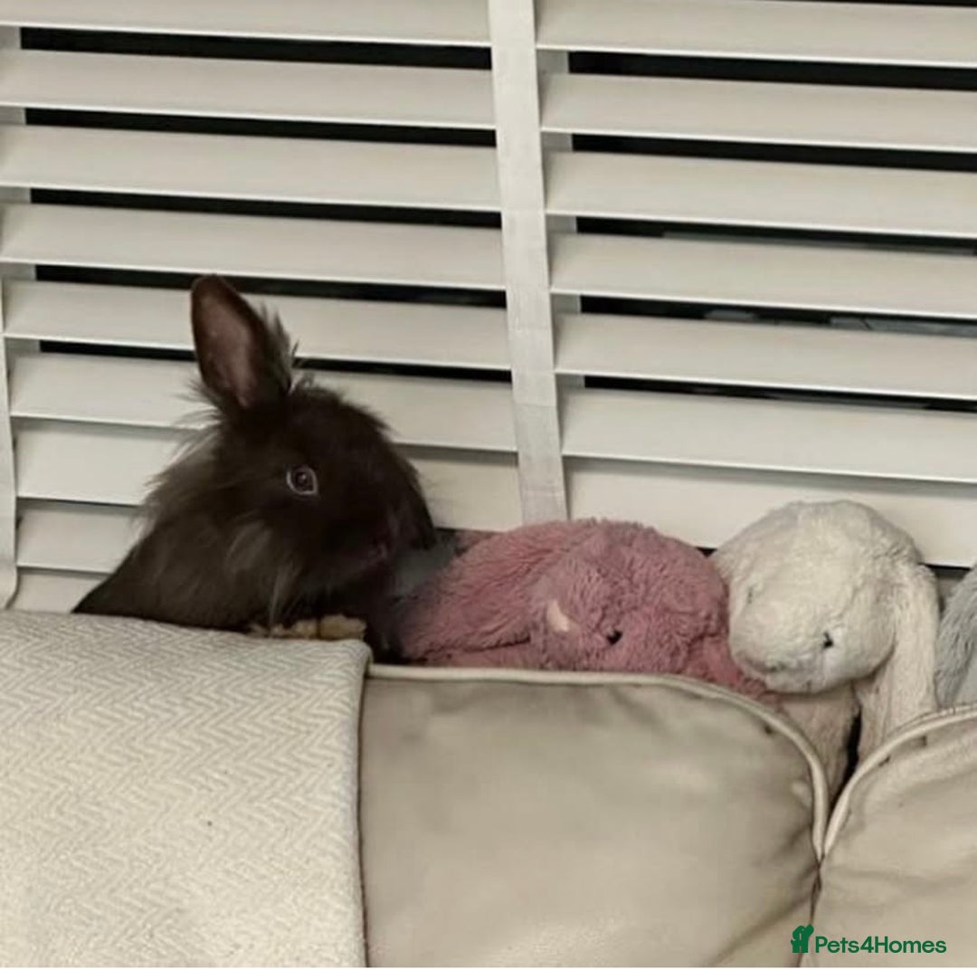 Mini Lion Lop rabbits for sale: Beautiful Mini Lion Lop for Adoption - Image 2