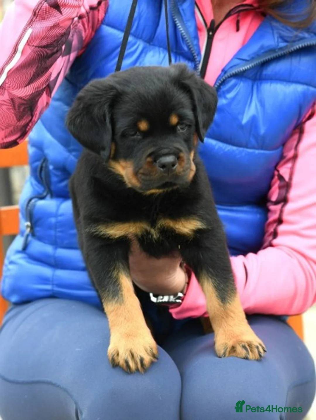 Rottweiler dogs for stud: **** FAUSTINIS TK,S QUANTOM OF SOLICE **** in Preston - Advert 5
