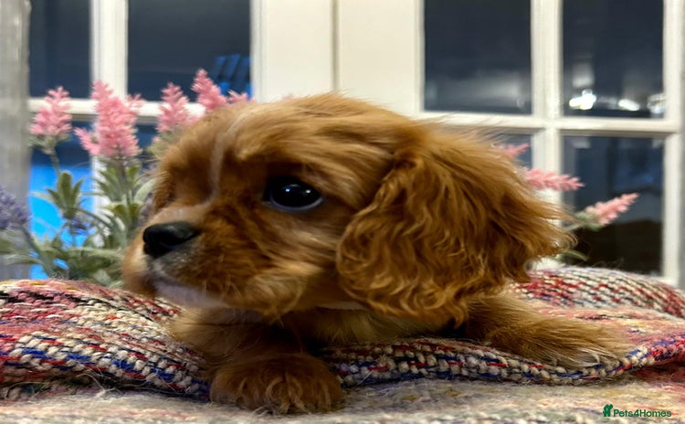 Cavalier King Charles Spaniel dogs - Advert 7