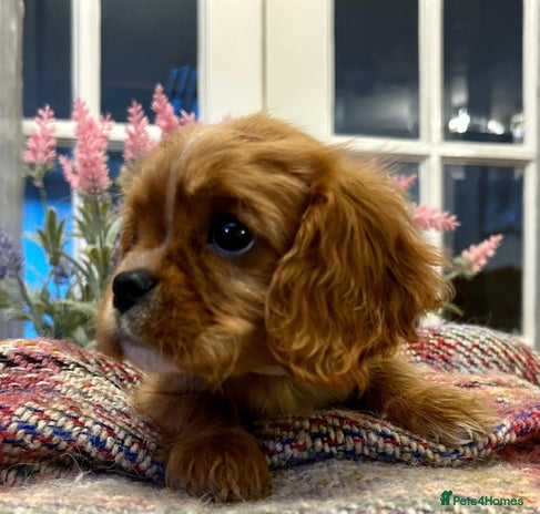 Cavalier King Charles Spaniel dogs - Advert 2