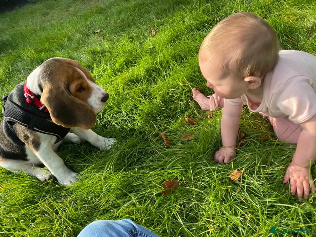 Beagle dogs for stud: Pedigree Beagle for Stud in Aldershot - Image 19