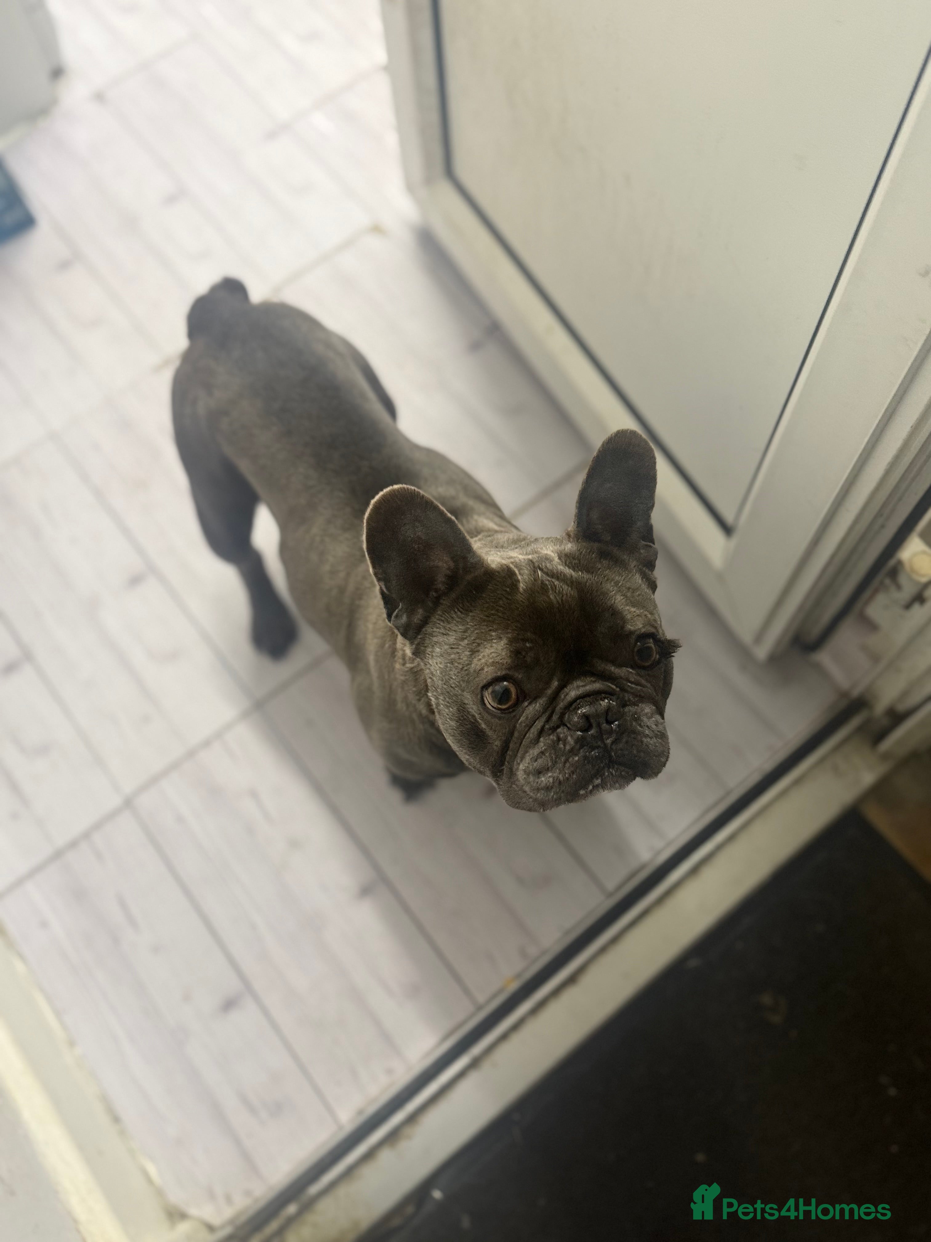 French Bulldog dogs Male French bulldog  in Leicester - Advert 1