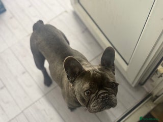 French Bulldog dogs Male French bulldog in Leicester - Advert 2