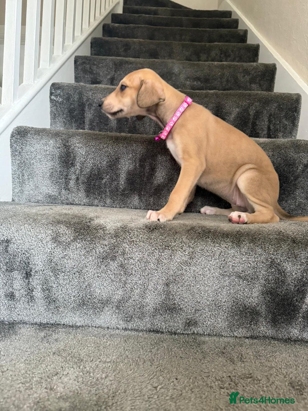 Mixed Breed dogs for sale: Lurcher puppies  - Image 13
