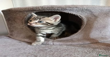 Mixed Breed cats - Advert 4